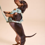 Madison Meadow Townhouse Harness