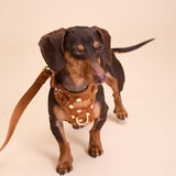 Polka Mocha Townhouse Harness
