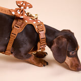 Polka Mocha Townhouse Harness