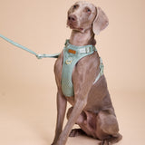 Madison Meadow Townhouse Harness