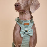 Madison Meadow Townhouse Harness