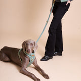 Madison Meadow Townhouse Leash