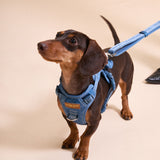Blue Amour Townhouse Harness