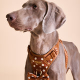 Polka Mocha Townhouse Harness
