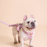 Rosé Sparkle Townhouse Harness