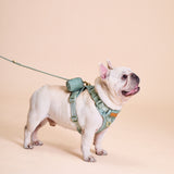 Madison Meadow Townhouse Harness