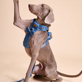 Blue Amour Townhouse Harness