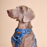 Blue Amour Townhouse Harness