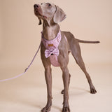 Rosé Sparkle Townhouse Harness
