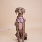 Rosé Sparkle Townhouse Harness