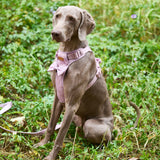 Rosé Sparkle Townhouse Harness