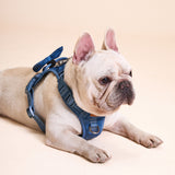 Blue Amour Townhouse Harness