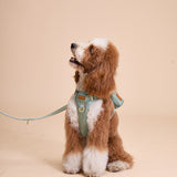 Madison Meadow Townhouse Harness