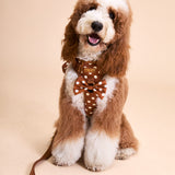Polka Mocha Townhouse Harness