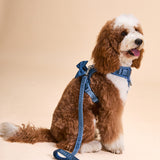 Blue Amour Townhouse Harness