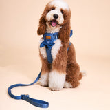 Blue Amour Townhouse Harness